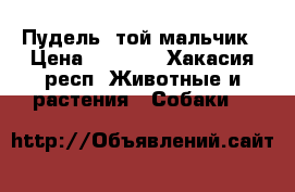 Пудель- той мальчик › Цена ­ 7 000 - Хакасия респ. Животные и растения » Собаки   